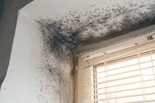 Trusted Attic Mold Removal service in Irvona, PA - Cheap Mold Removal